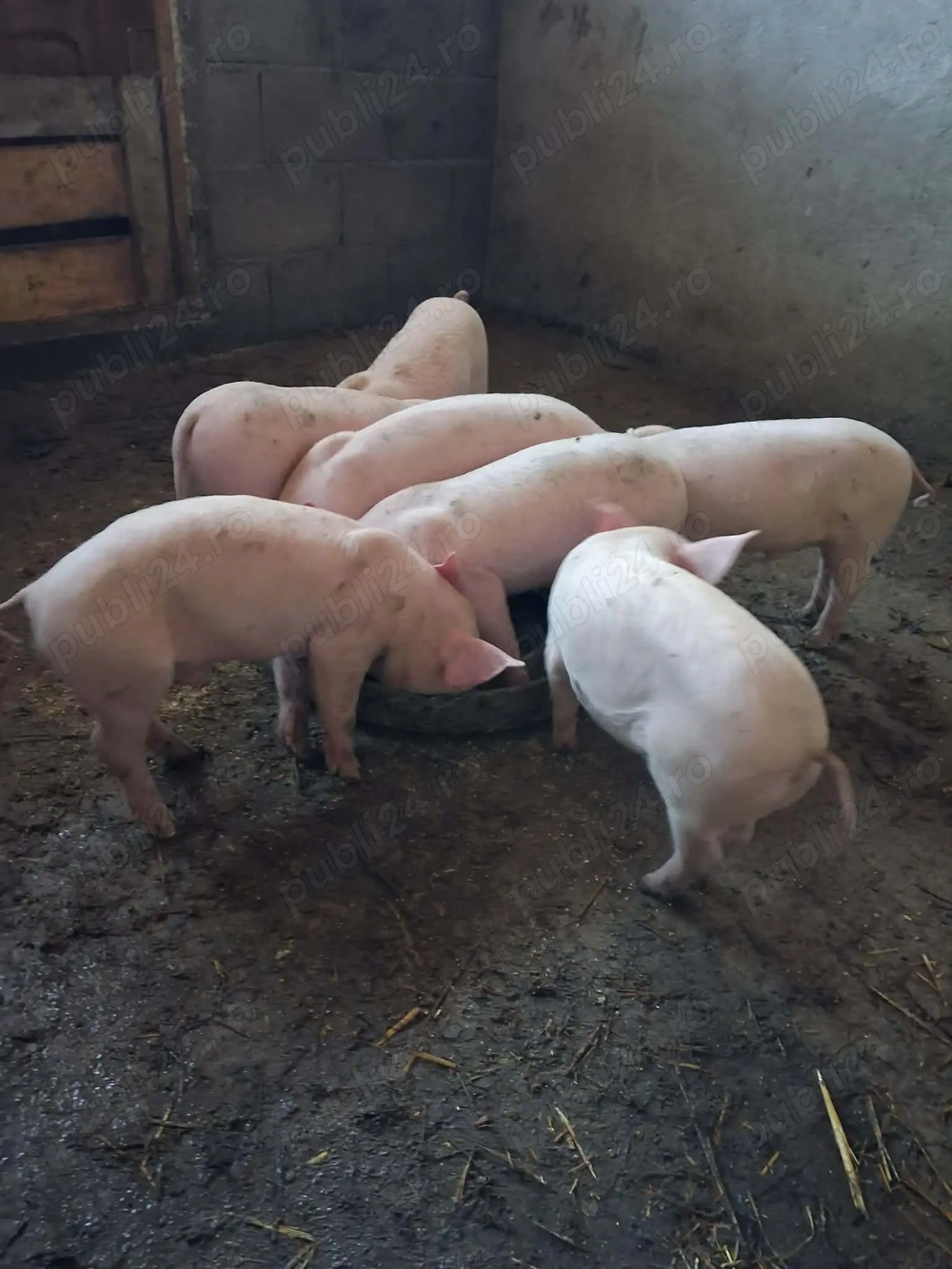 Vand porci, 7 saptamani!