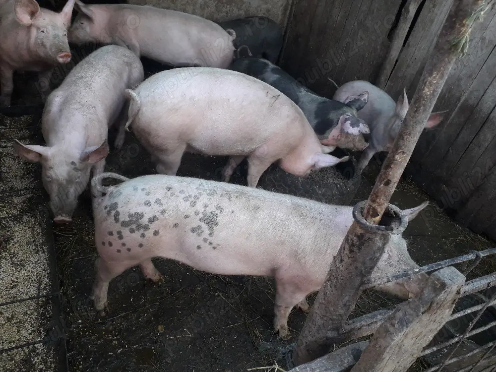 porci de vânzare purcei 