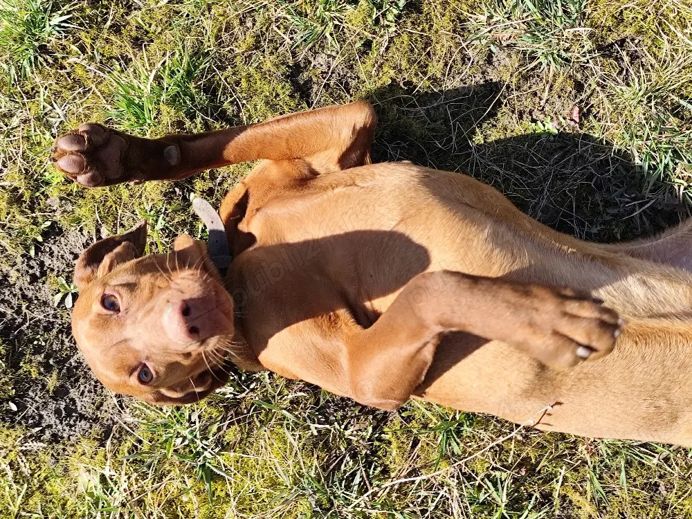 Cățea de vânătoare - Vizsla maghiară, Lisa