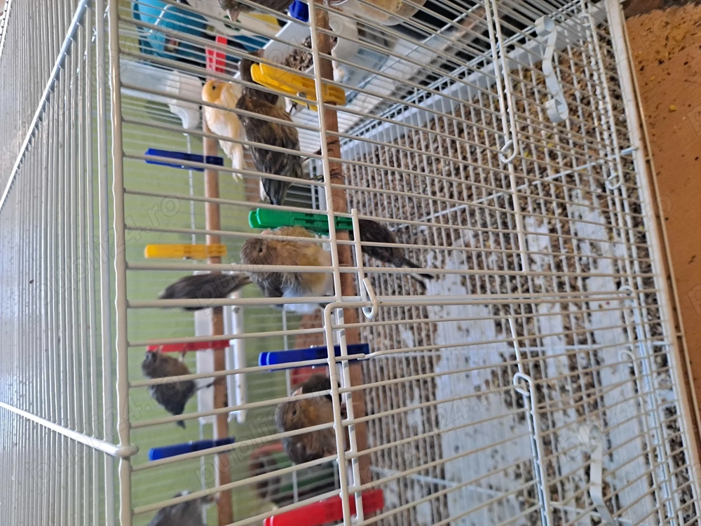 Pui canari 100 lei bucata 