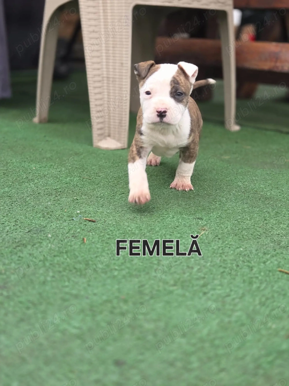 Căței Amstaff, 7 saptamni deparazitați 