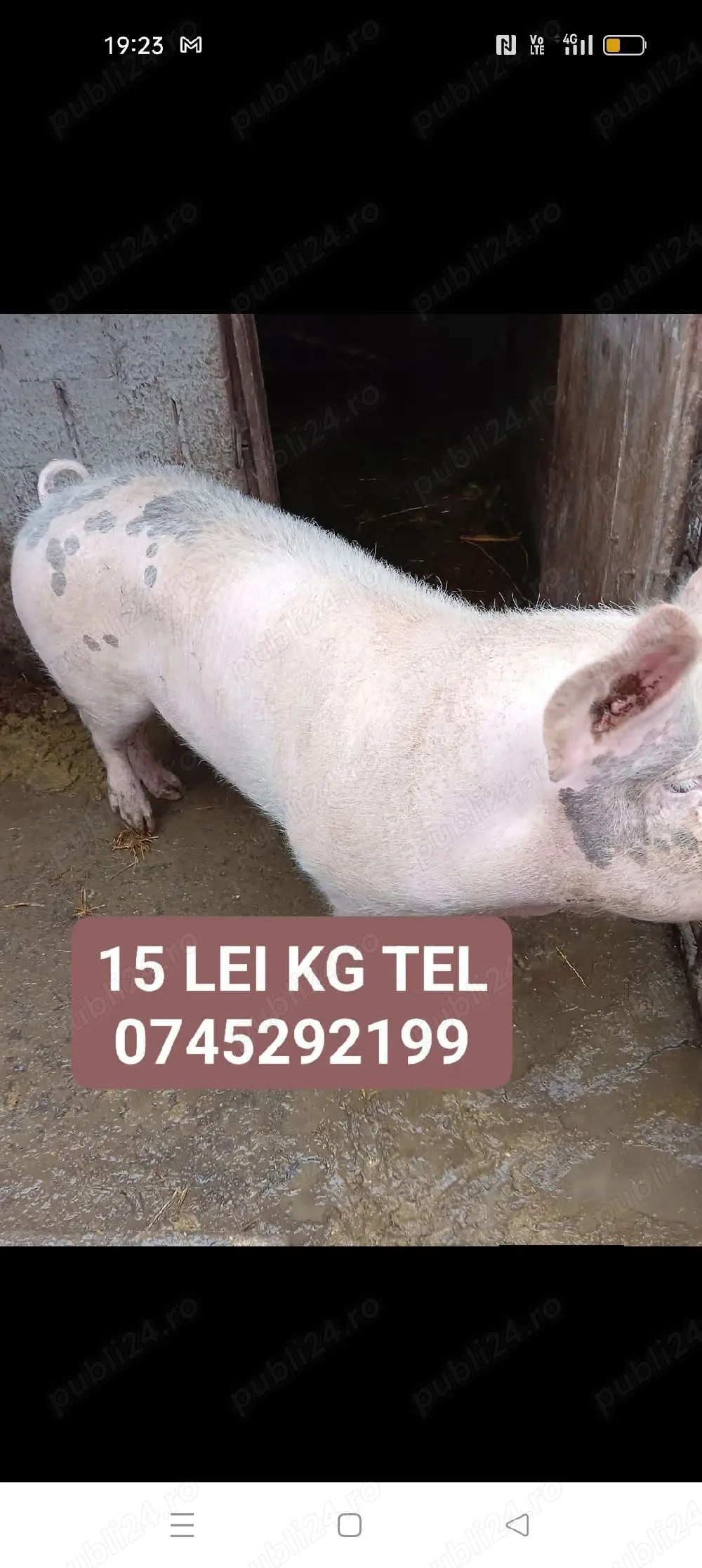 rasă de carne este mascure 