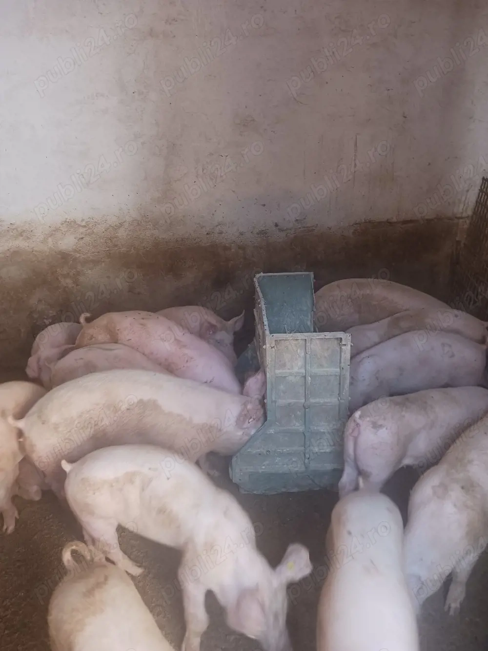 vând soldani de carne diferite mărimi 