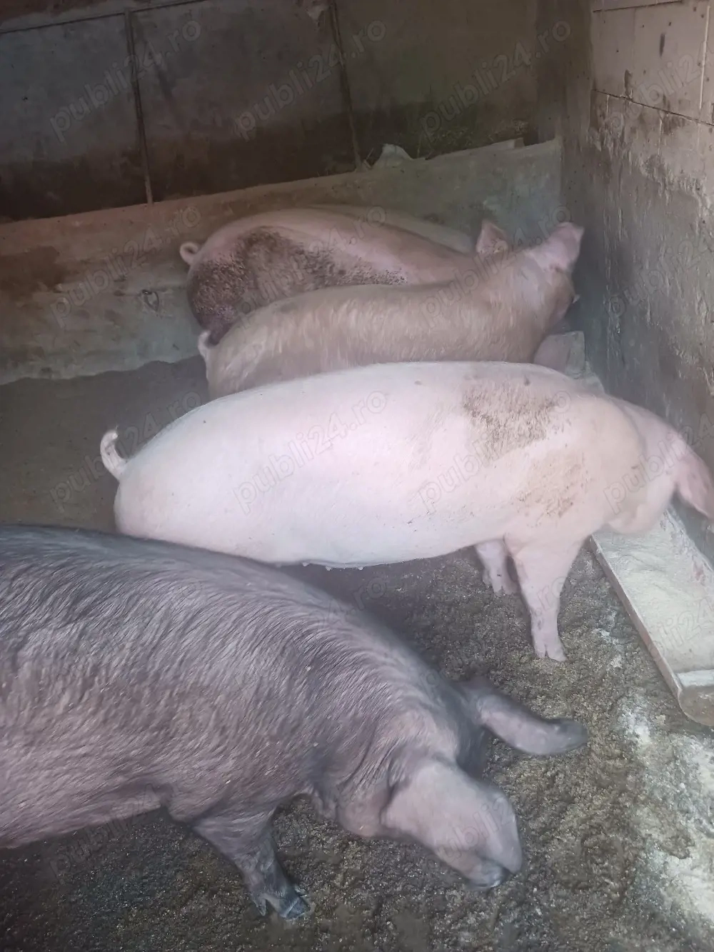 vând purcei și soldani, porci mari