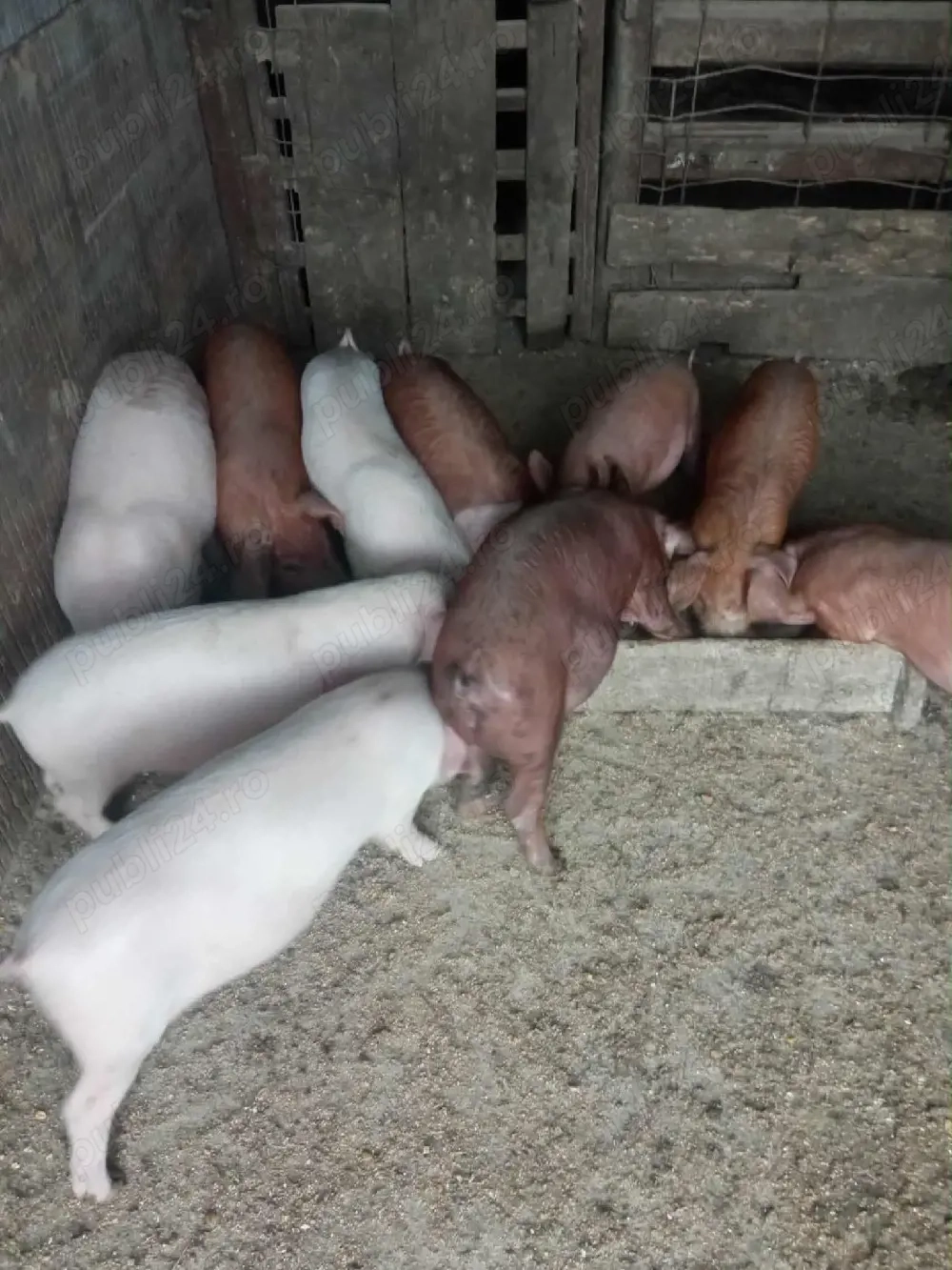 purcei de vanzare 25 kg