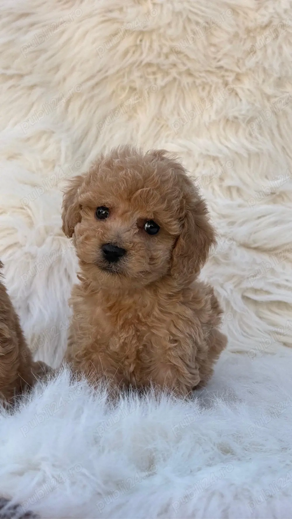 Maltipoo toy 