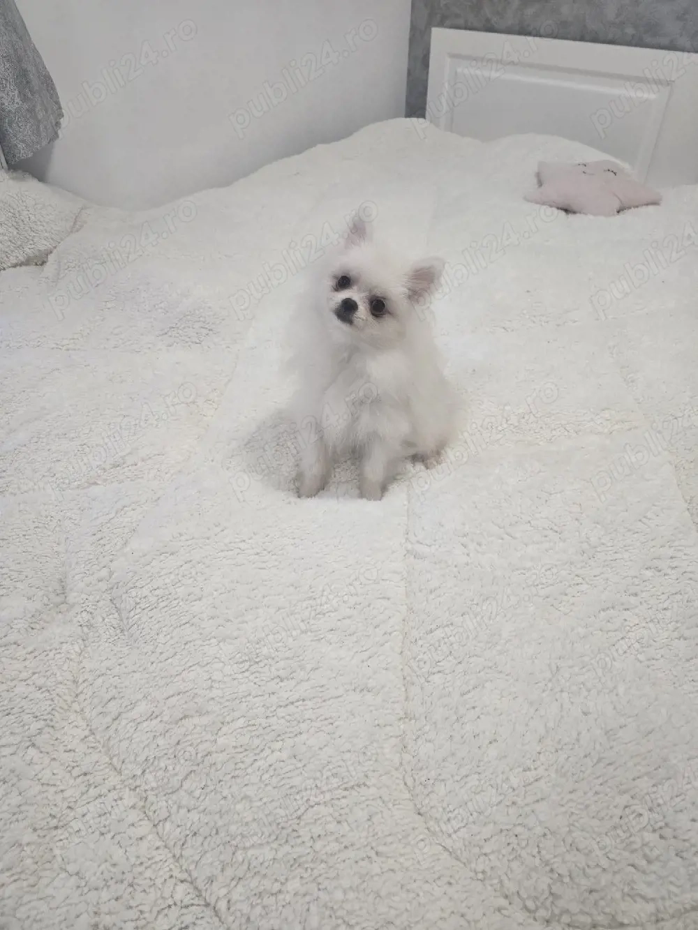 Pomeranian rasa pura alb fetita si baiat au 7 luni 