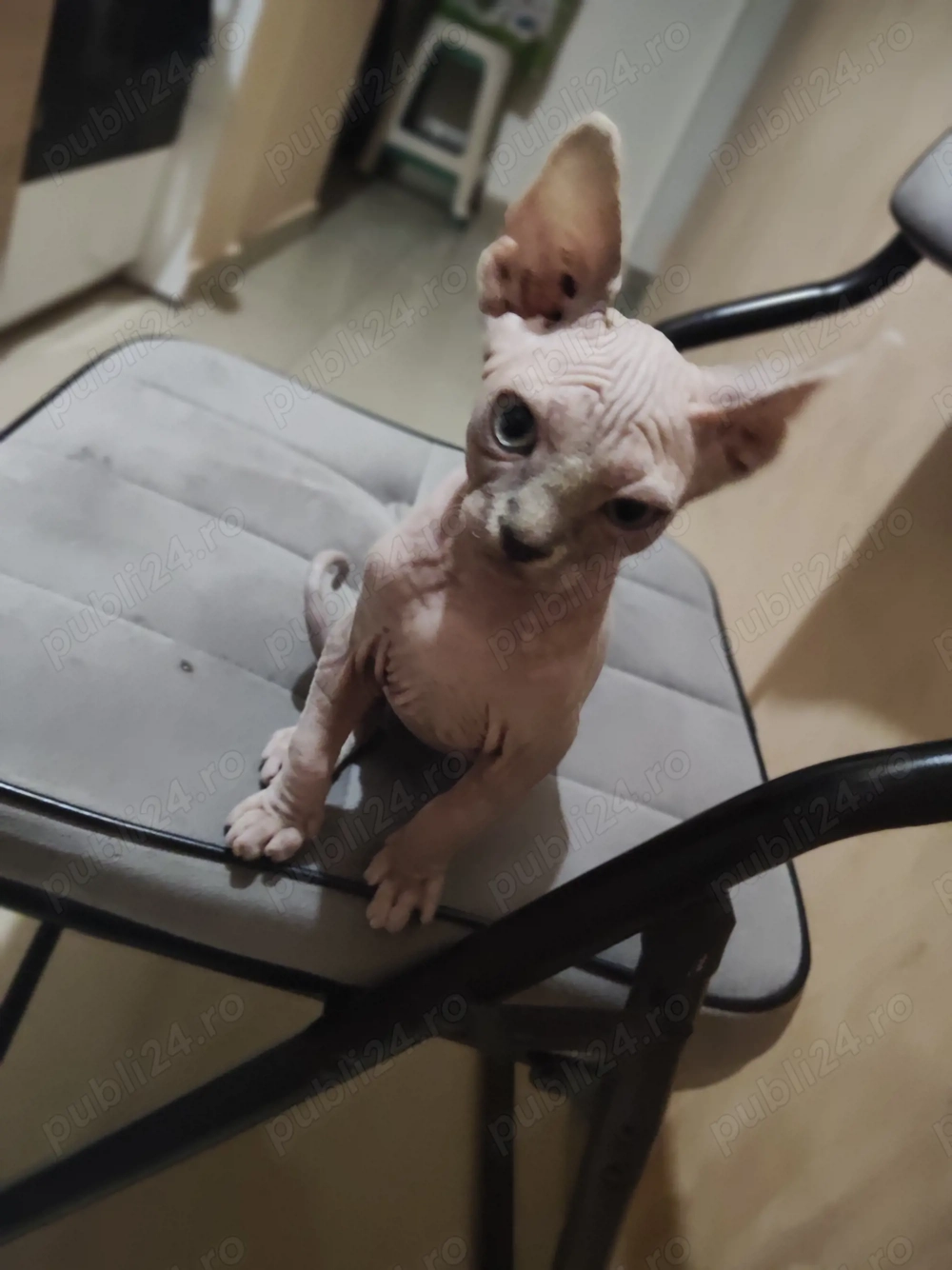 Sphinx Imperial Persan 