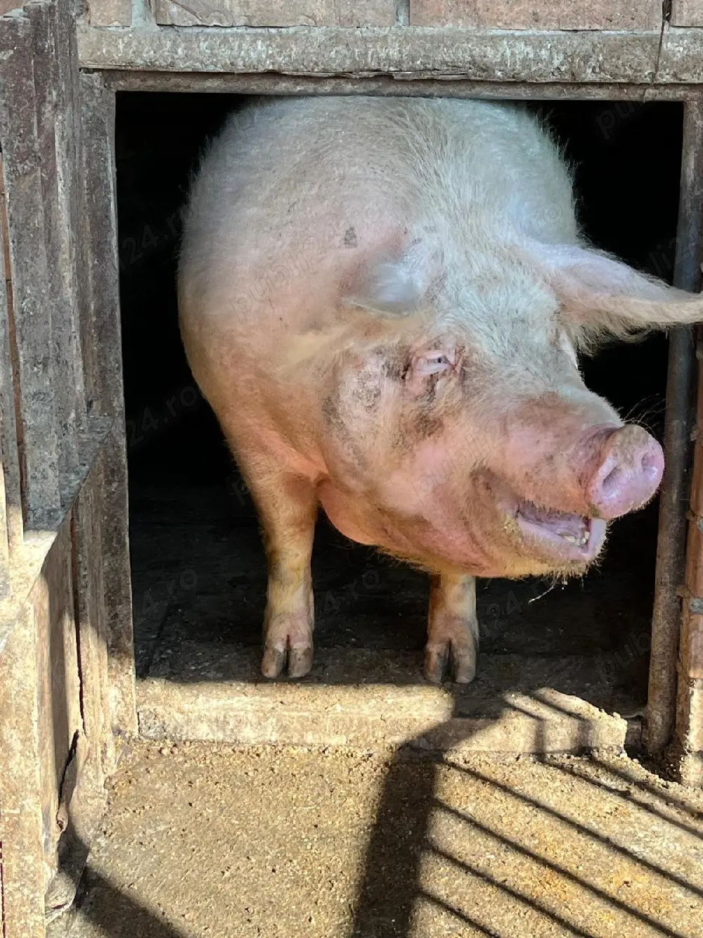 porc crescut in gospodărie 