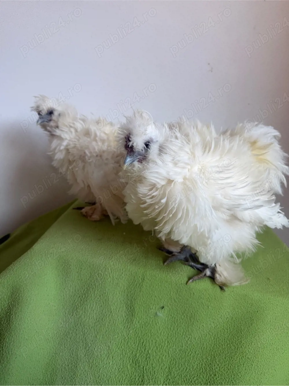 Pui matase japoneza zulufata