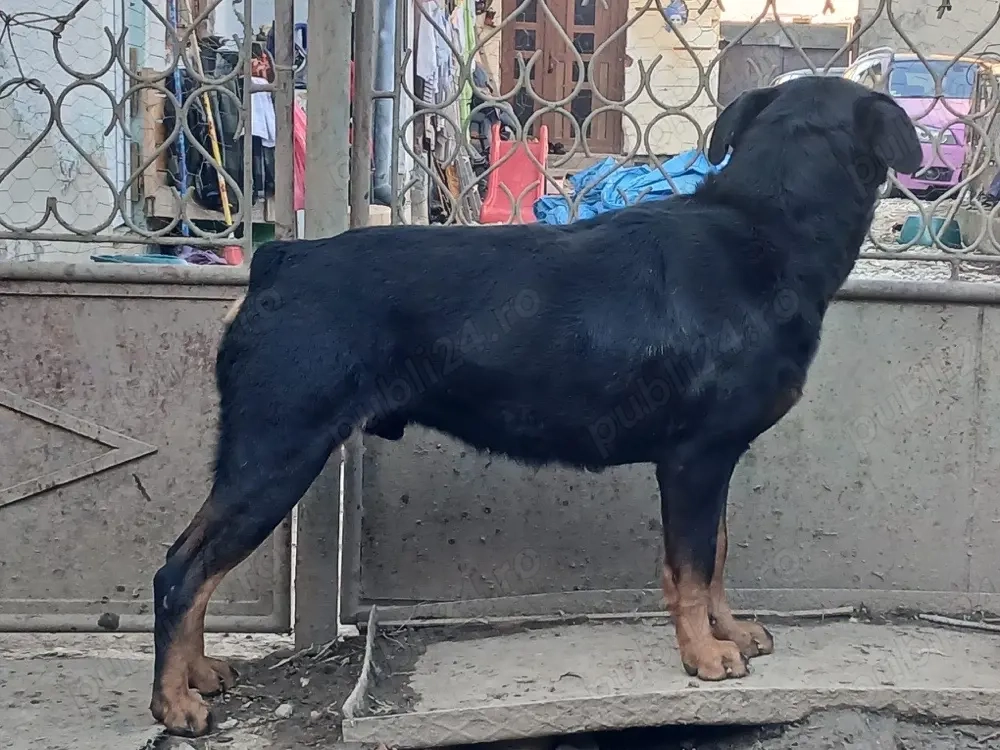 vând pereche de rottweileri 
