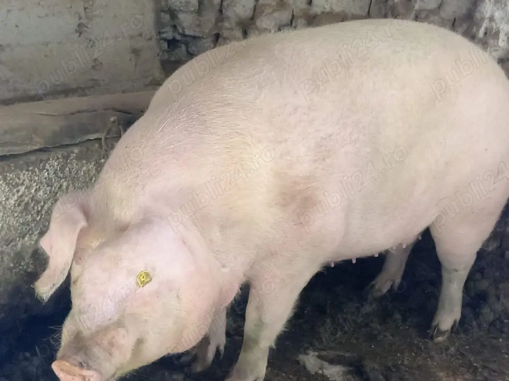 vand scroafa fatat o data