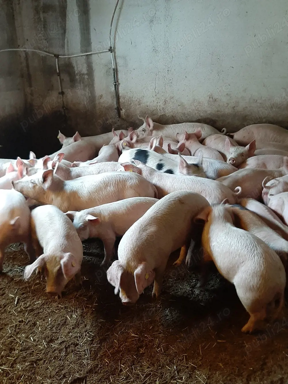 vând soldani de carne diferite mărimi si rase 