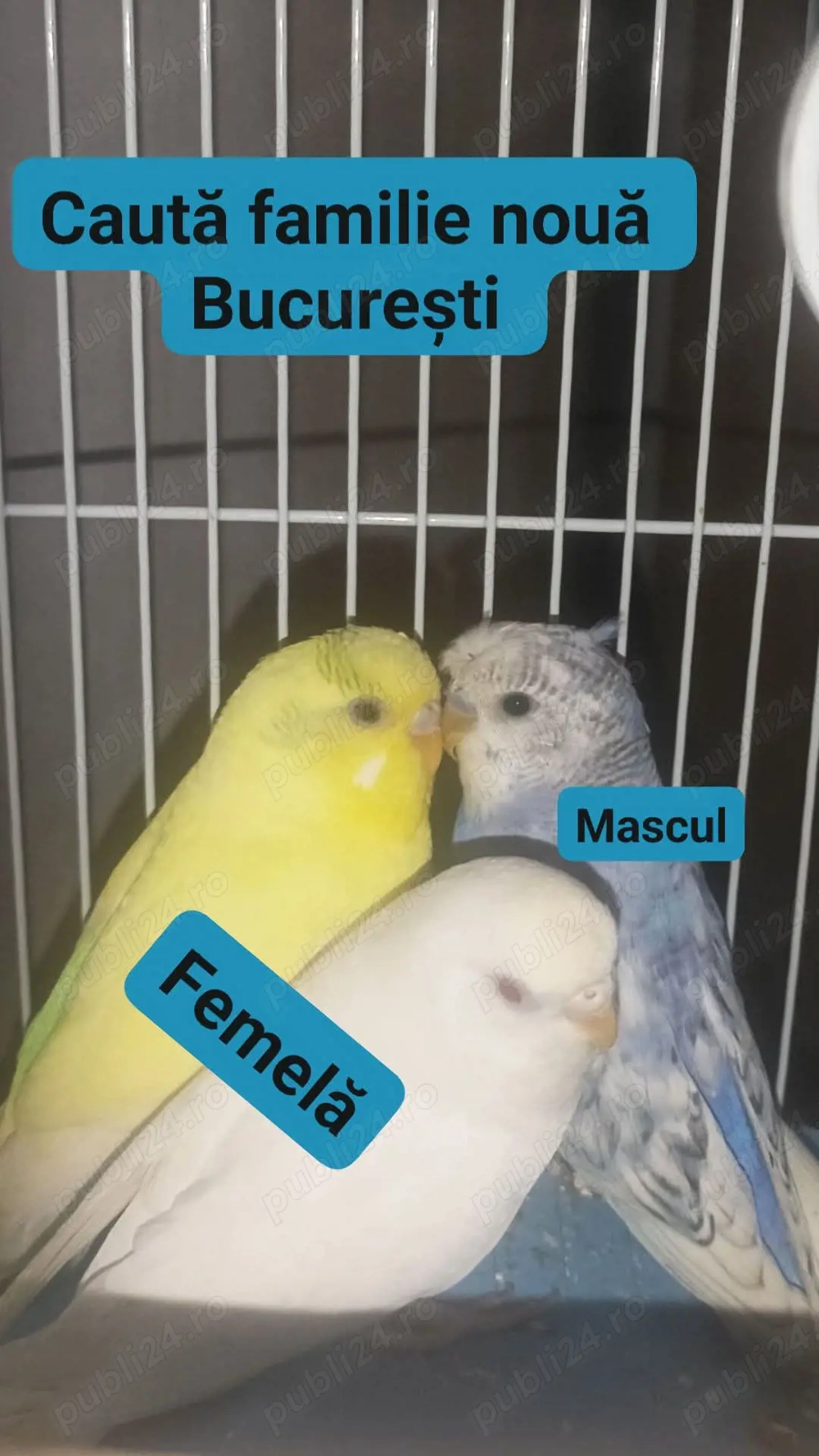 Papagali peruși București 