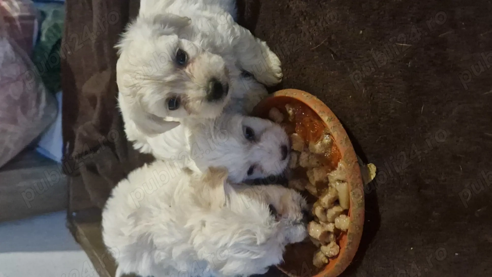 Băieței Bichon maltez 