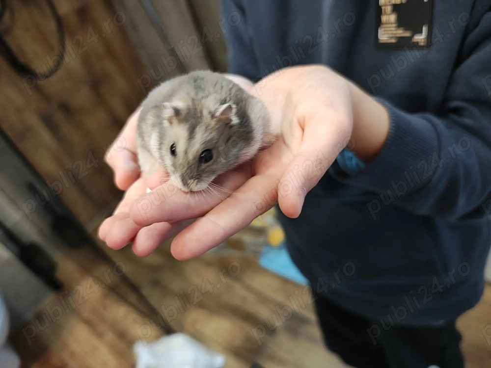 Donez Hamster Siberian