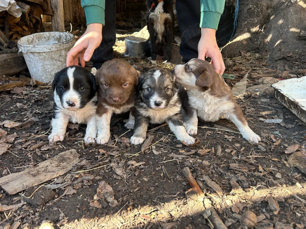 Căței carpatin românesc 