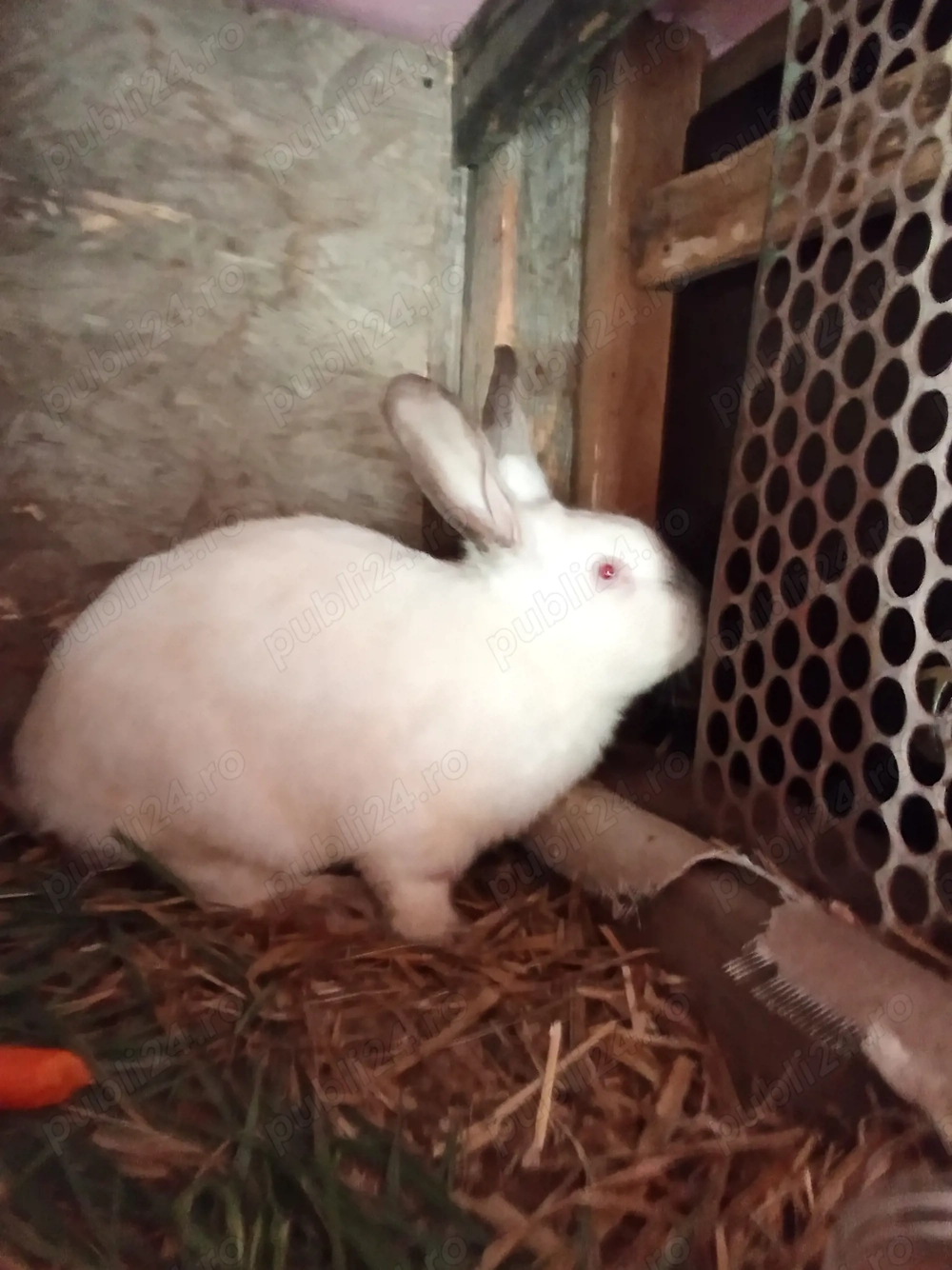 Vând iepure uriaș de Transilvania 