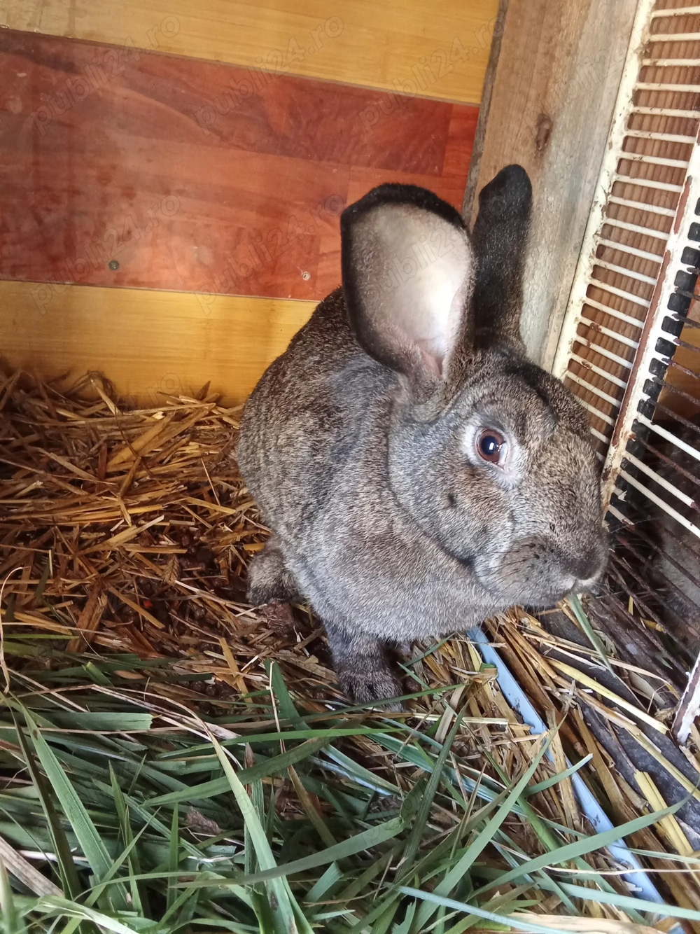 Vând iepuroaica hycole francez