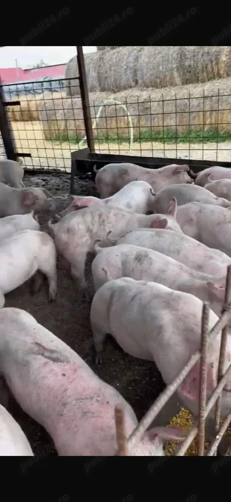 Vând porci crescuți bio 