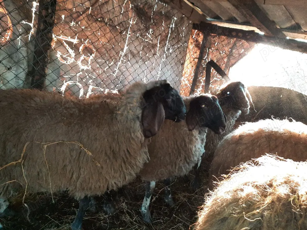 oi carabases sarbesti  cu bergamesa 