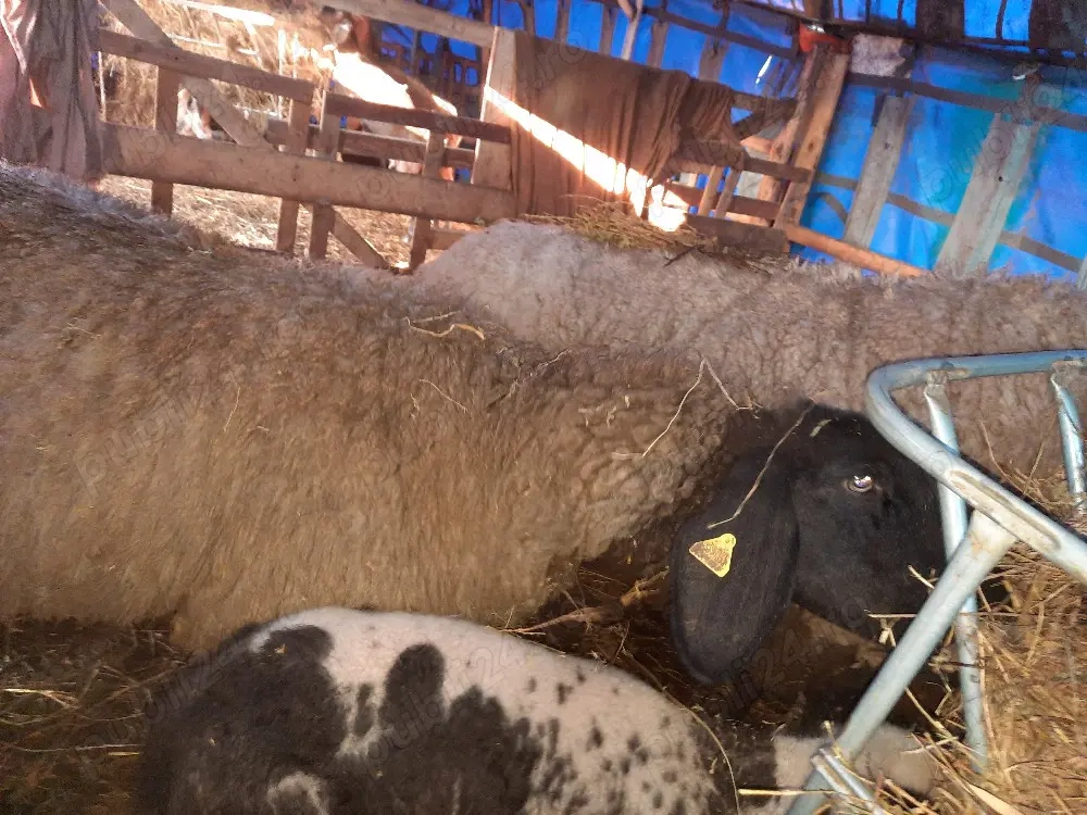 carabase sarbesti se vand foar toate