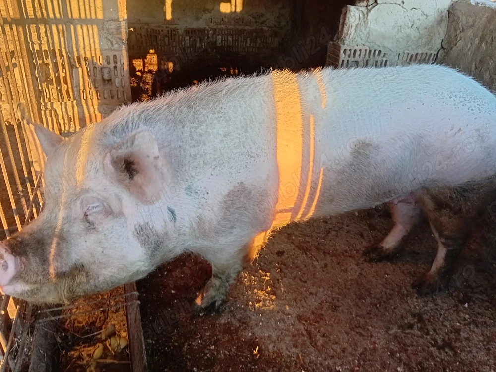 Vand porc de 200 kilograme