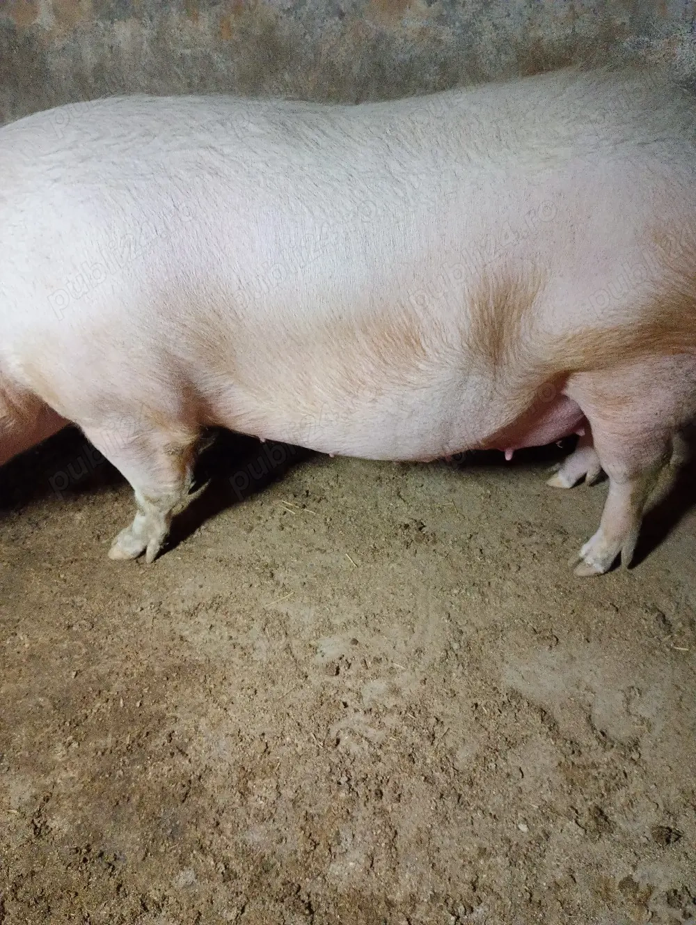 Vand scroafă gestantă de 2 luni jumate 