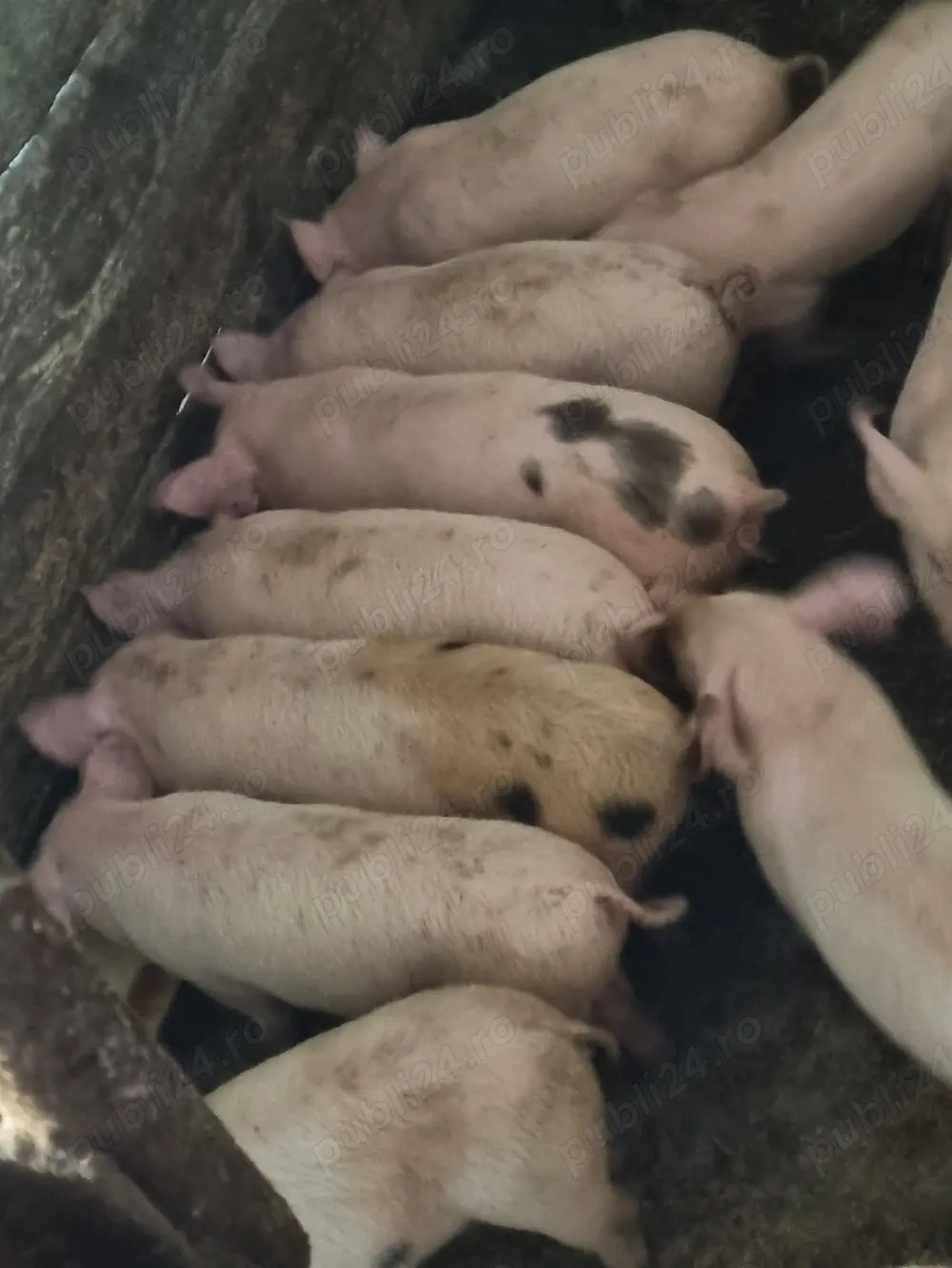 purceii mamă pietrean vier landras 12buc 