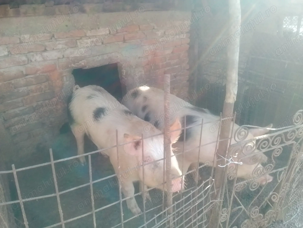 Vând porci 150kg crescuți natural