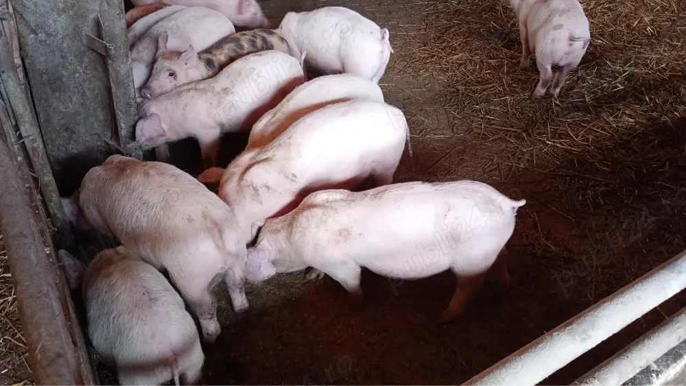 Purcei rasa Marele Alb cu Landras 