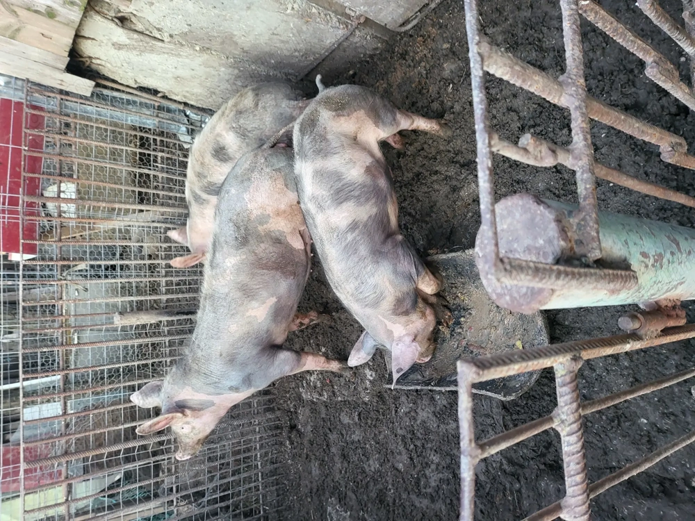 De vânzare 3 grasuni