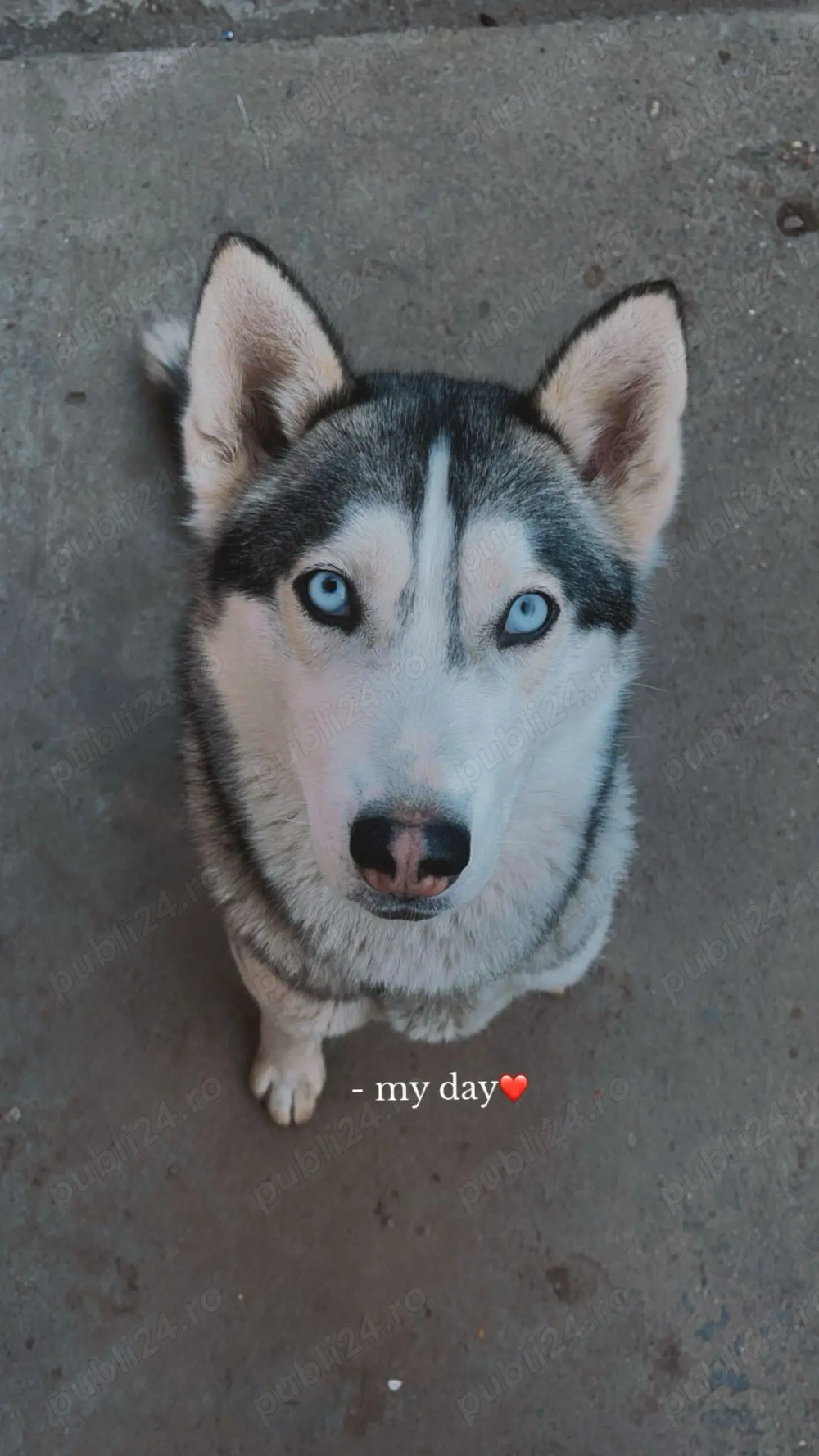 Donez husky femela cautam o familie iubitoare 