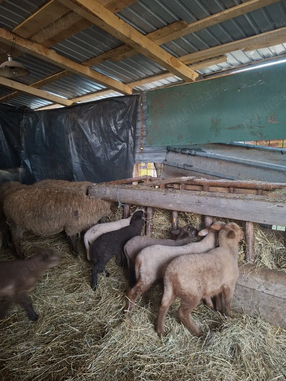 De vânzare 5 oi si 7 miei