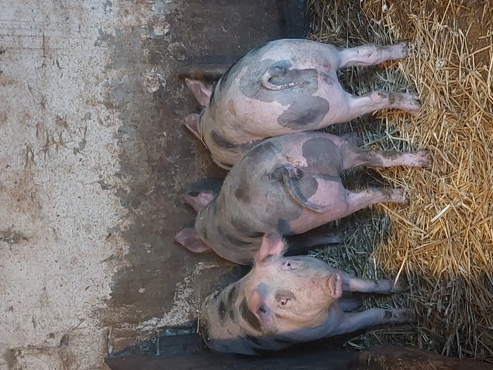 Soldani 70-80 Kg rasă Pietrean 