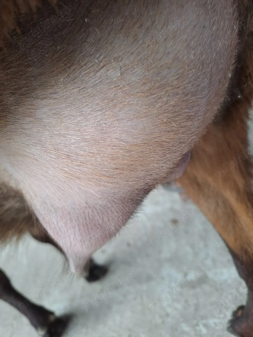 vând capră alpină franceză la prima fătare la doi ani trebuie să fete în martie