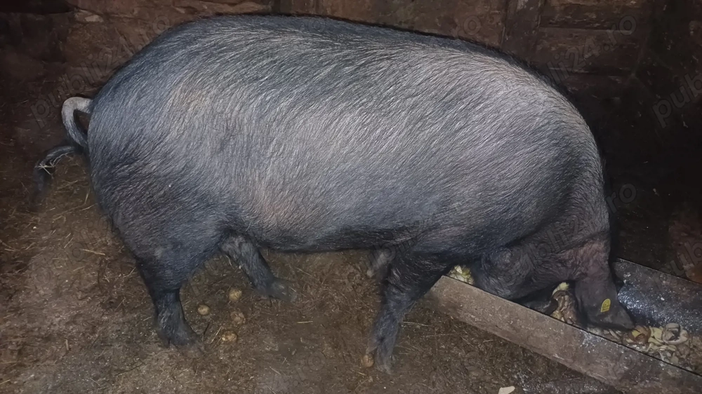 Scroafă de vânzare la 130 kg 