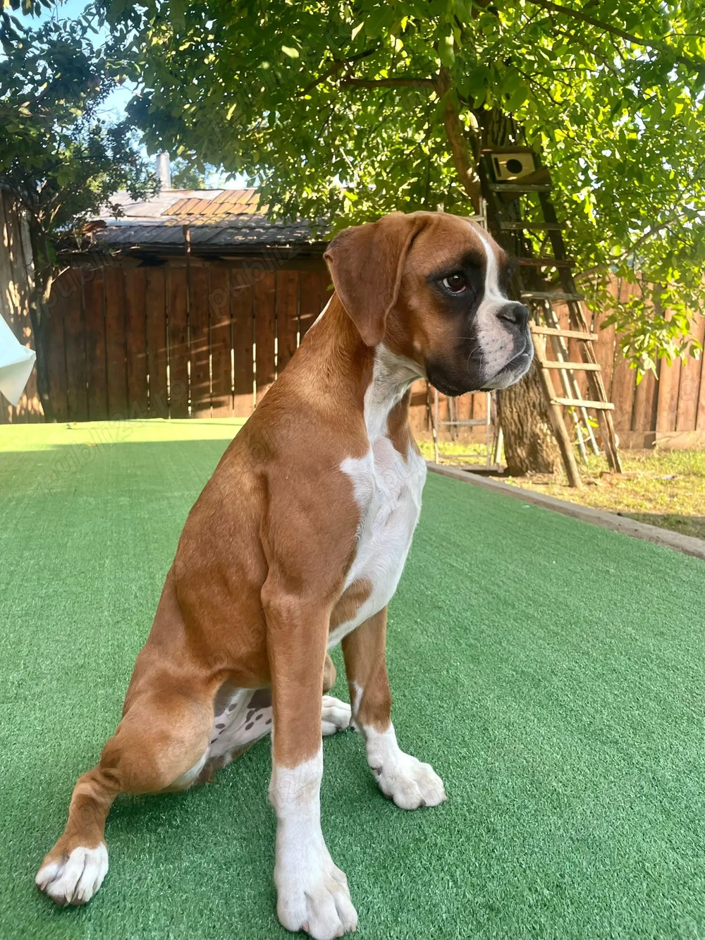 Boxer de vânzare (femelă in vârstă de 10 luni)