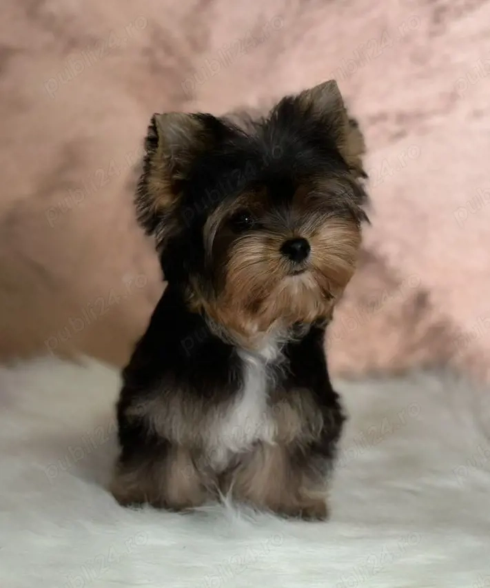 Yorkshire TERRIER 
