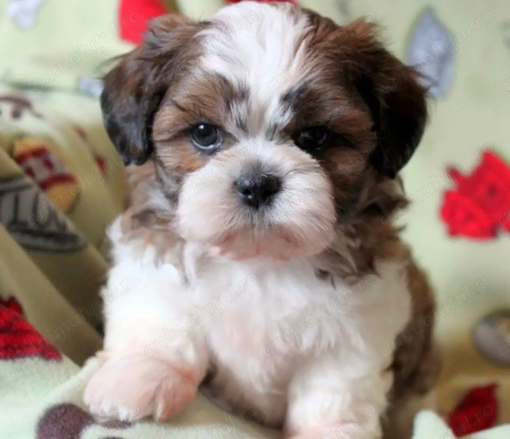 Bichon havanez 600 lei