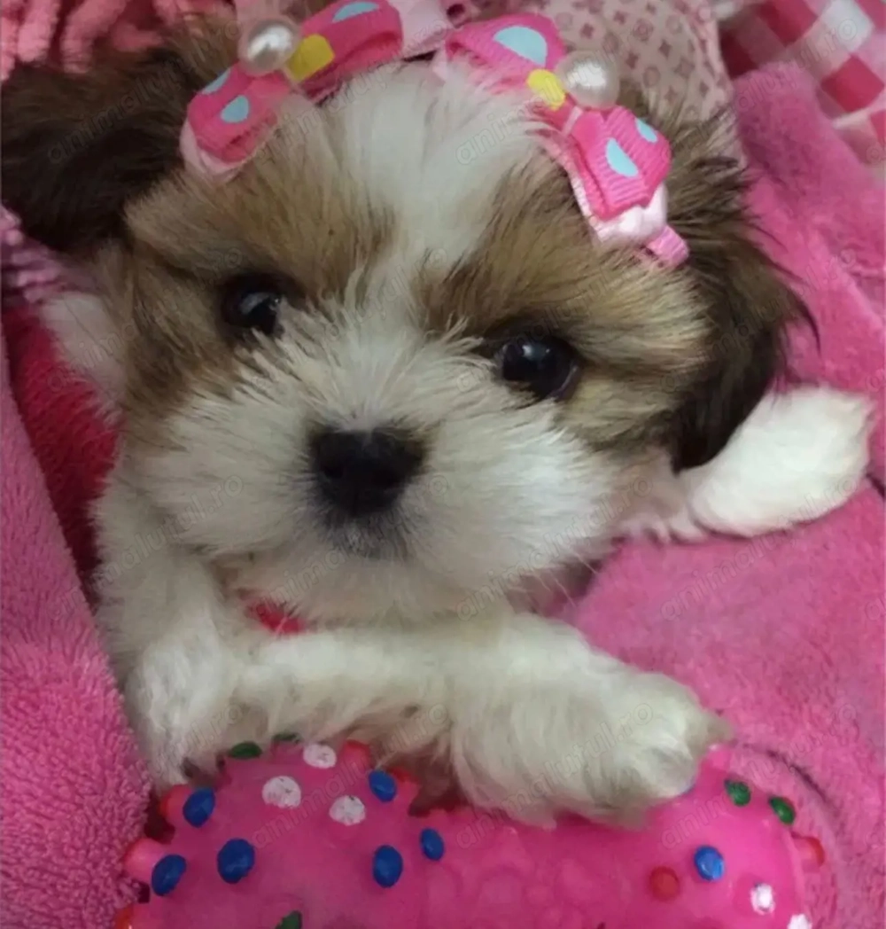 Bichon havanez 600 lei