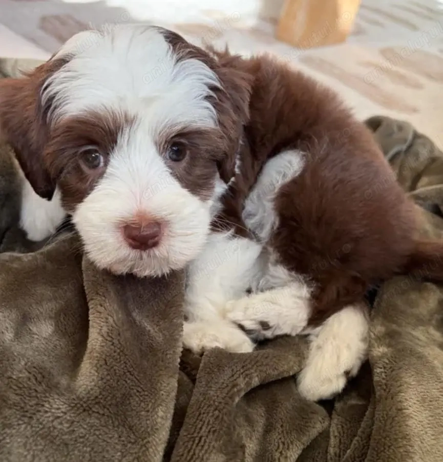 Bichon havanez fetițe și baietei