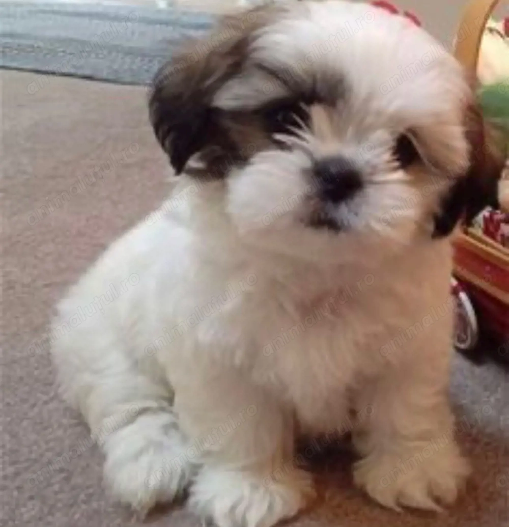 Bichon havanez 650 lei