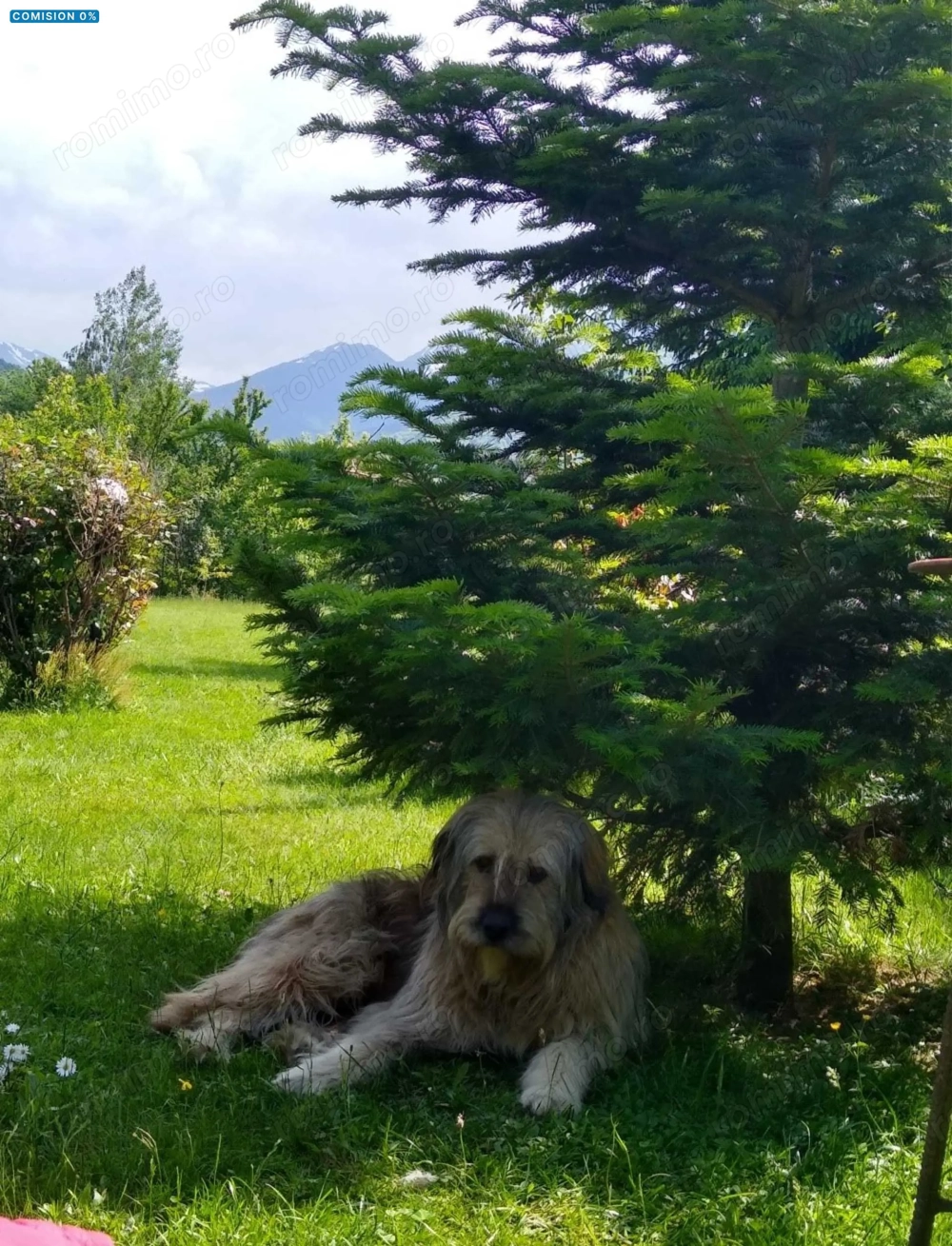 House for sale, 5 Rooms, 180 sqm, Valea Dejani