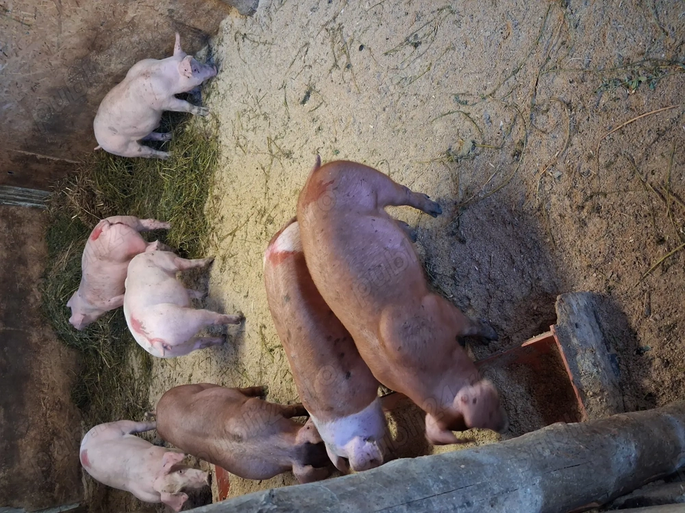 Grasuni rasa de carne duroc si metis duroc