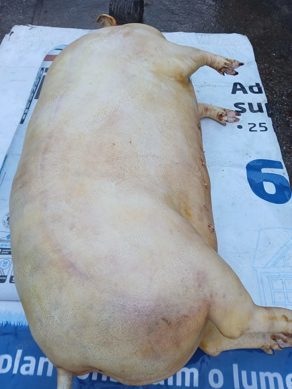 Porci albi de vânzare,metis carne cu Bazna , între1  kg,asigur cântar și trasport