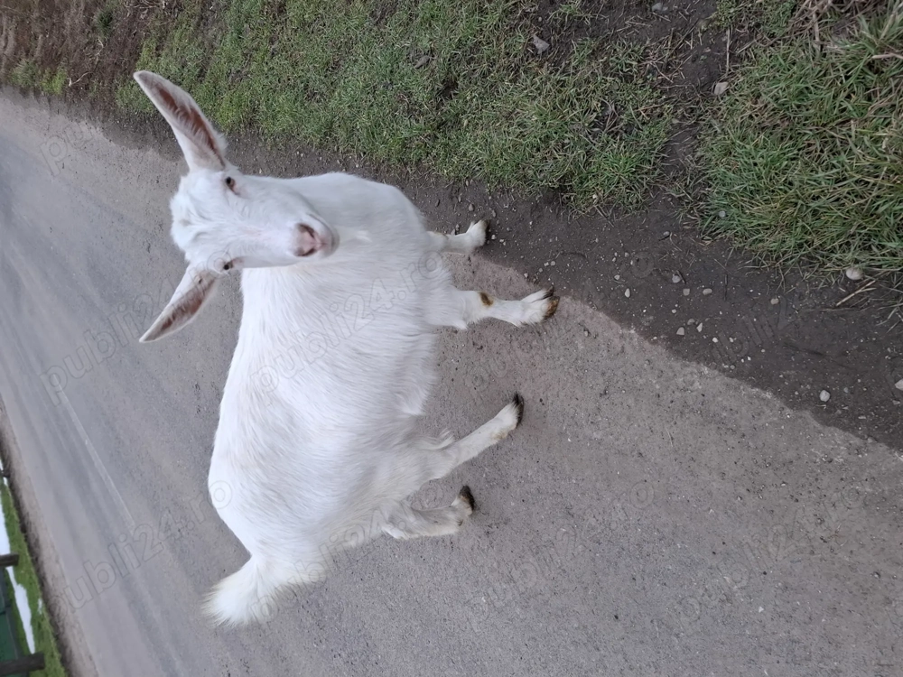 Capre si tap de vinzarw