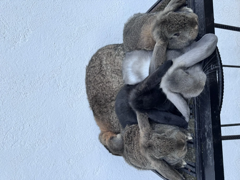 Femelă berbec german cu pui