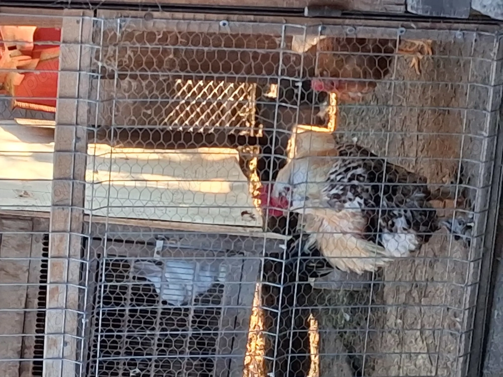 Cocos cu barba de vanzare