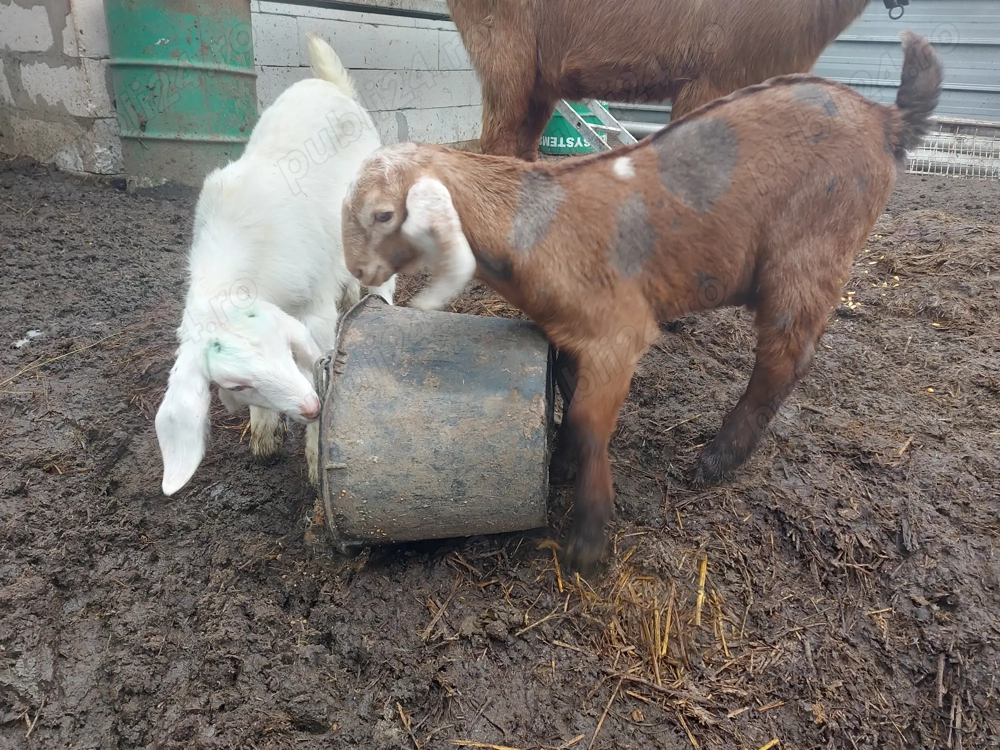 Iezi anglonubieni de vânzare